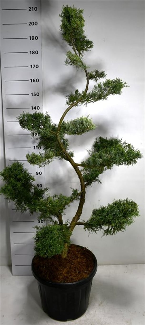 Juniperus pf. 'Pfitzeriana Glauca' - 150-175 CM Bonsai Cont.